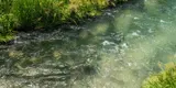 Stream in Pongakawa.jpeg