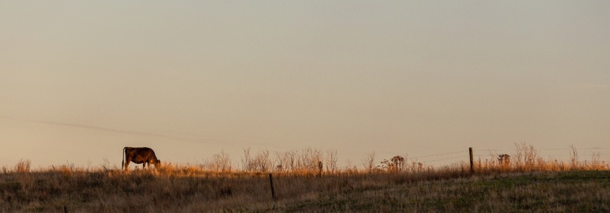 Katikati_Farm_Cow