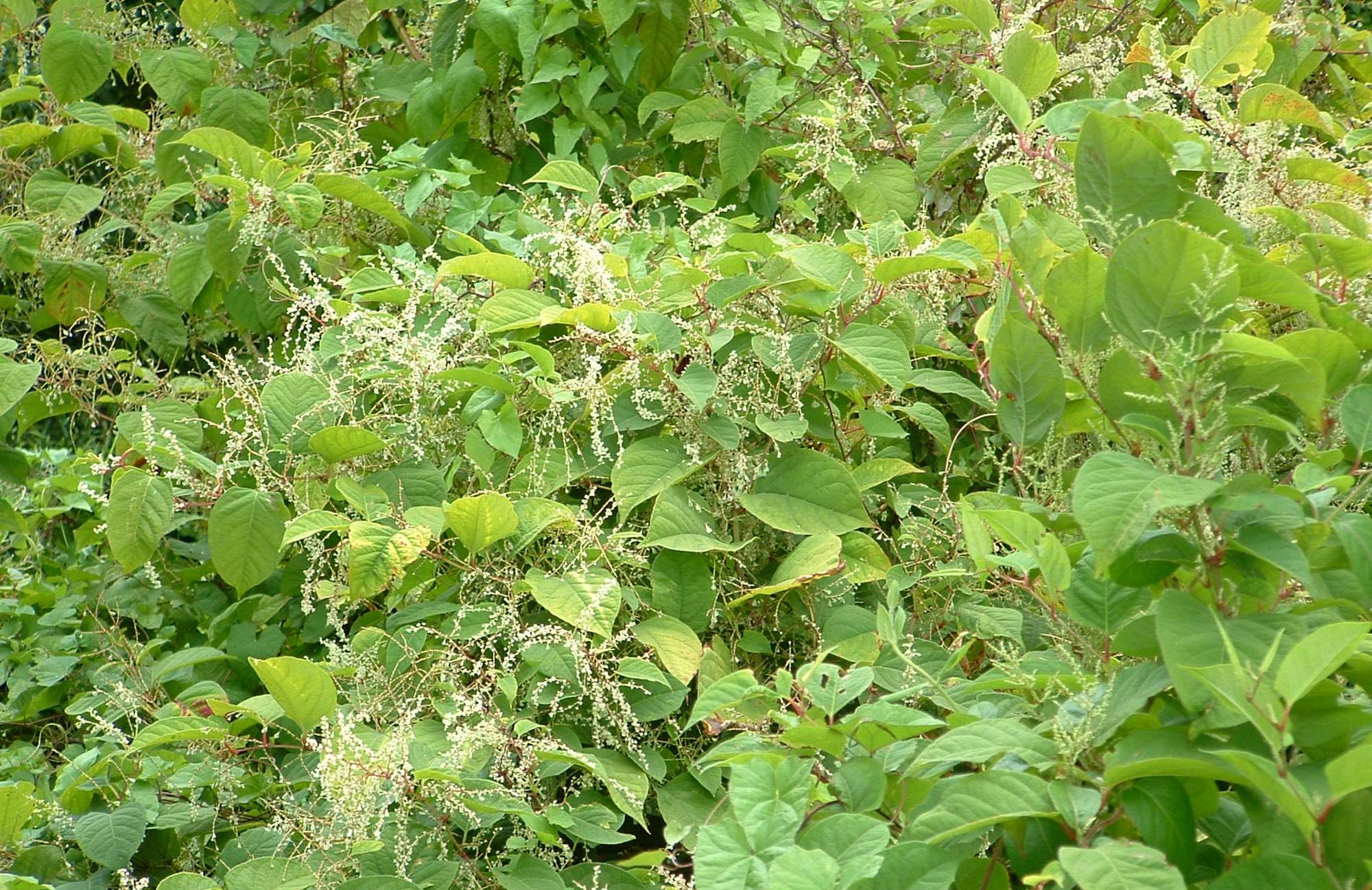 asiatic knotweed