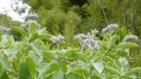 woolly nightshade