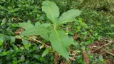 woolly nightshade