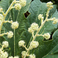 rice paper plant