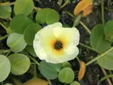 water poppy flower
