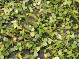 water poppy